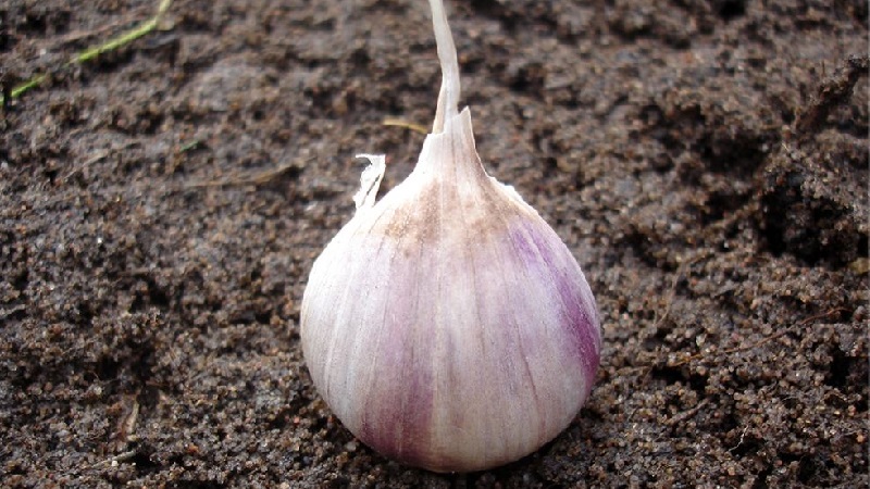 When and what kind of fertilizer to apply in the fall for garlic: feeding schemes and an overview of the best formulations to increase yields
