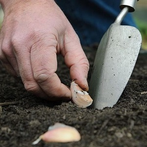 When and what kind of fertilizer to apply in the fall for garlic: feeding schemes and an overview of the best formulations to increase yields