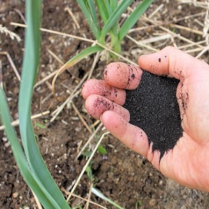 When and what kind of fertilizer to apply in the fall for garlic: feeding schemes and an overview of the best formulations to increase yields