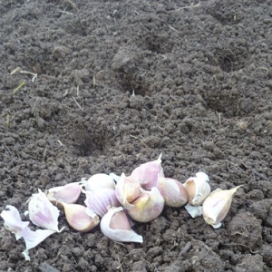 When and what kind of fertilizer to apply in the fall for garlic: feeding schemes and an overview of the best formulations to increase yields