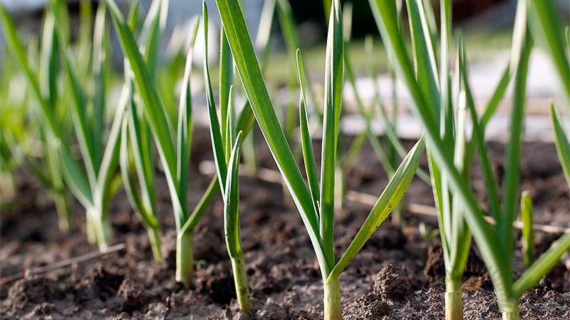 When and what kind of fertilizer to apply in the fall for garlic: feeding schemes and an overview of the best formulations to increase yields