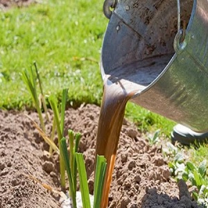 When and what kind of fertilizer to apply in the fall for garlic: feeding schemes and an overview of the best formulations to increase yields