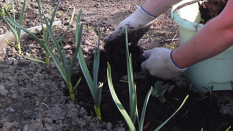 When and what kind of fertilizer to apply in the fall for garlic: feeding schemes and an overview of the best formulations to increase yields