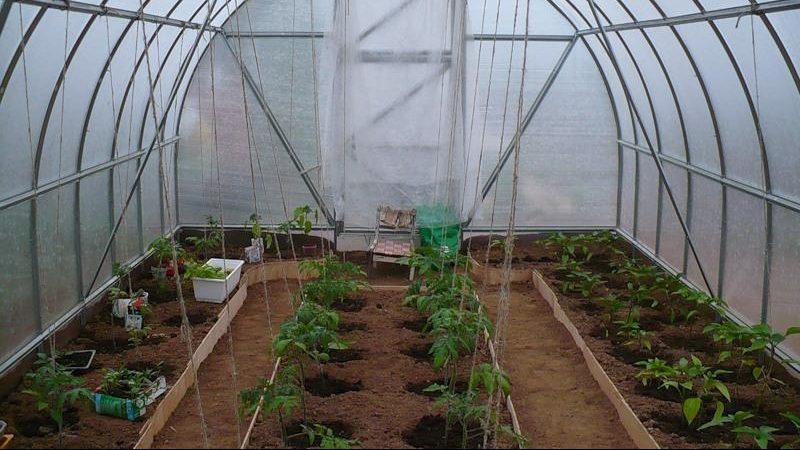 When and how to plant tomatoes in a polycarbonate greenhouse
