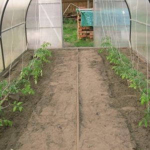 When and how to plant tomatoes in a polycarbonate greenhouse