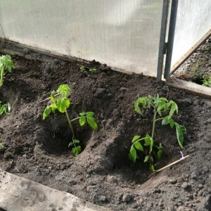 When and how to plant tomatoes in a polycarbonate greenhouse