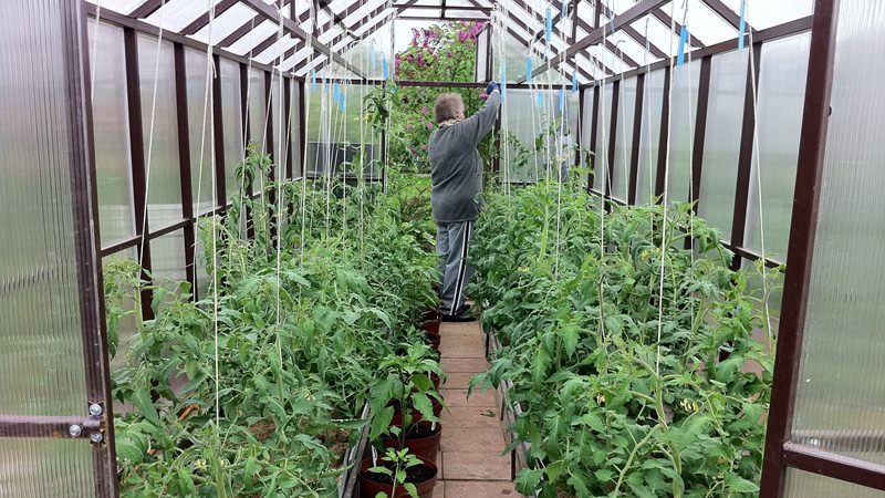 When and how to plant tomatoes in a polycarbonate greenhouse