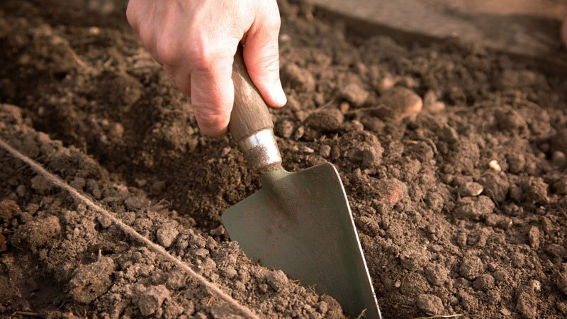 When and how to plant tomatoes in a polycarbonate greenhouse