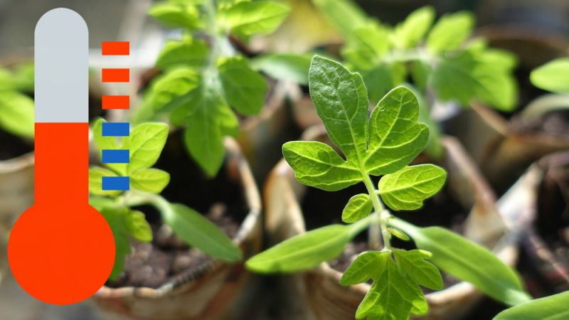 When and how to plant tomatoes in a polycarbonate greenhouse