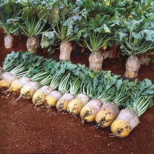 Who needs fodder beets and why, how to grow them correctly, and is it possible for people to eat