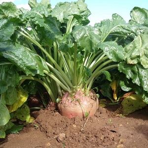Who needs fodder beets and why, how to grow them correctly, and is it possible for people to eat