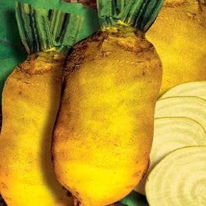 Who needs fodder beets and why, how to grow them correctly, and is it possible for people to eat