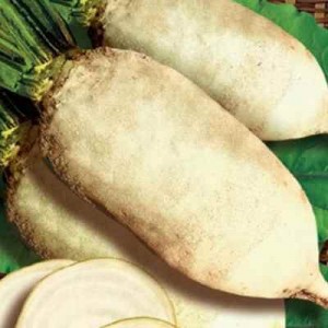Who needs fodder beets and why, how to grow them correctly, and is it possible for people to eat