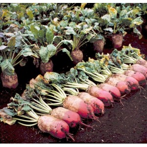 Who needs fodder beets and why, how to grow them correctly, and is it possible for people to eat
