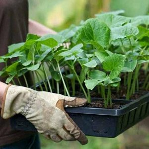 Early ripe hybrid of Connie cucumbers f1, resistant to weather conditions and diseases