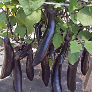 Unpretentious to care for and amazing-tasting eggplant King of the market