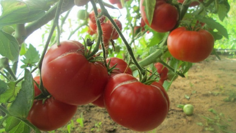 Large-fruited variety from Bulgarian breeders - Mamina Lyubov's tomato