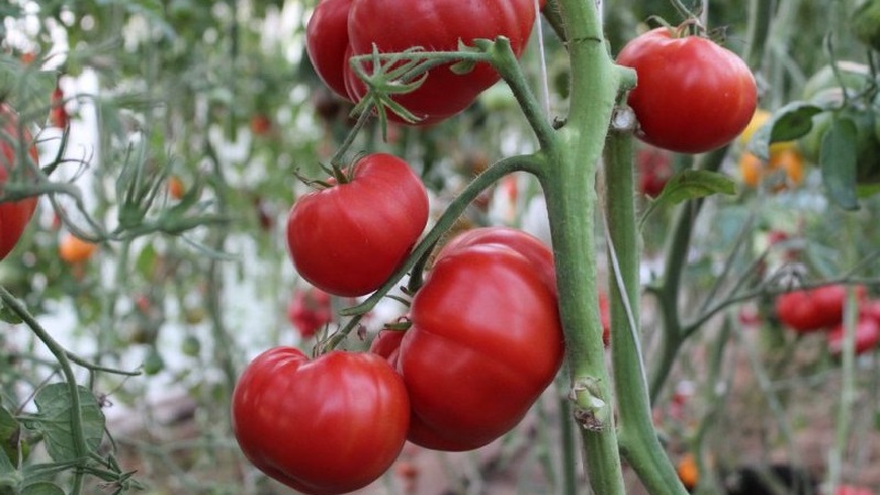 Large-fruited variety from Bulgarian breeders - Mamina Lyubov's tomato