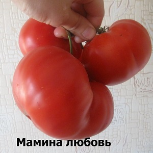 Large-fruited variety from Bulgarian breeders - Mamina Lyubov's tomato