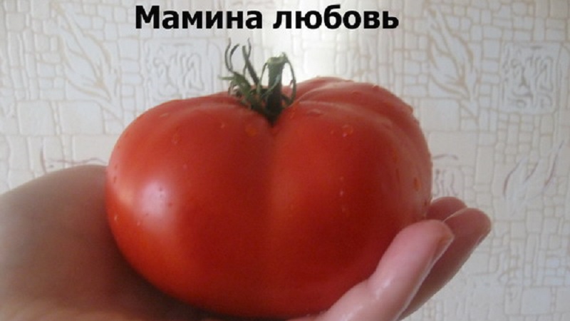 Large-fruited variety from Bulgarian breeders - Mamina Lyubov's tomato