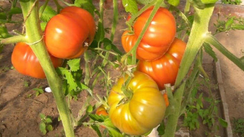 Large-fruited variety from bulgarian breeders - mom's tomato