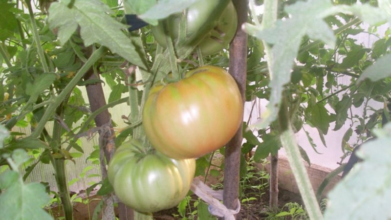 Large-fruited variety from Bulgarian breeders - Mamina Lyubov's tomato