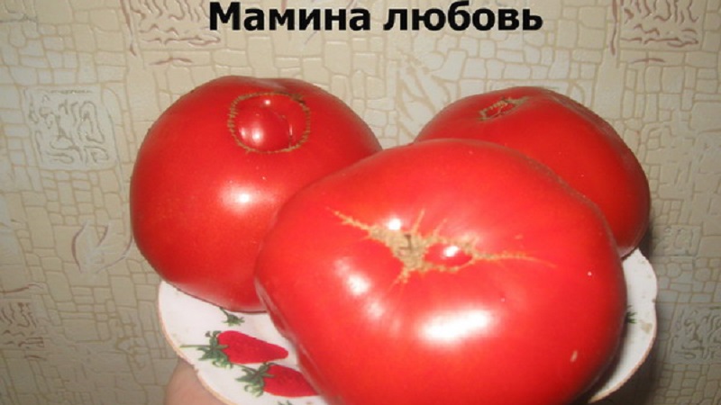 Large-fruited variety from Bulgarian breeders - Mamina Lyubov's tomato