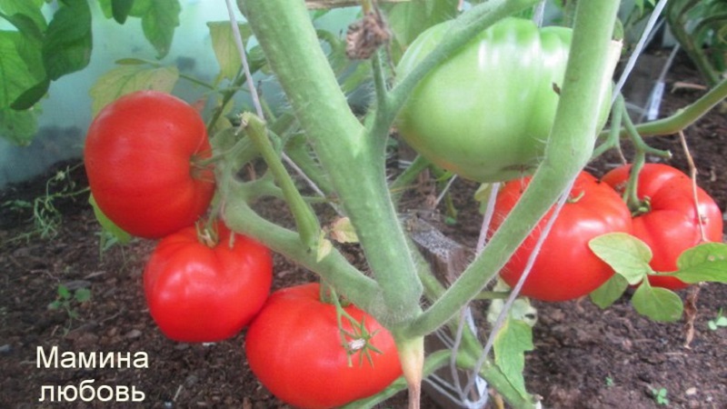 Large-fruited variety from Bulgarian breeders - Mamina Lyubov's tomato