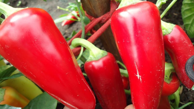 Why summer residents love Swallow pepper: characteristics and description of the variety, its pros and cons