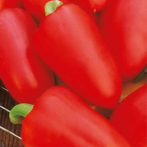Why summer residents love Swallow pepper: characteristics and description of the variety, its pros and cons