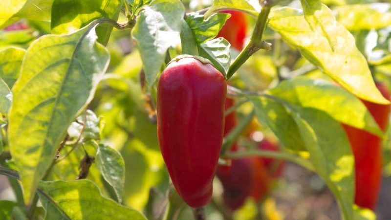 Why summer residents love Swallow pepper: characteristics and description of the variety, its pros and cons