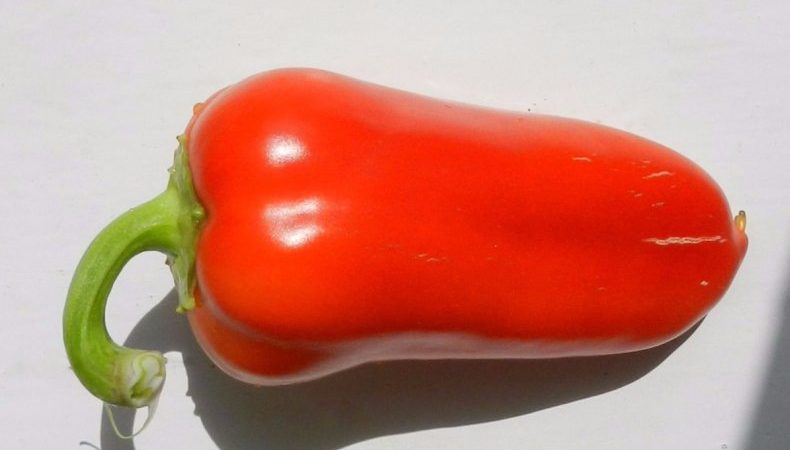 Why summer residents love Swallow pepper: characteristics and description of the variety, its pros and cons