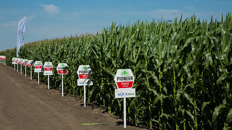 The best varieties of Pioneer corn seeds: characteristics, prices and tips for choosing
