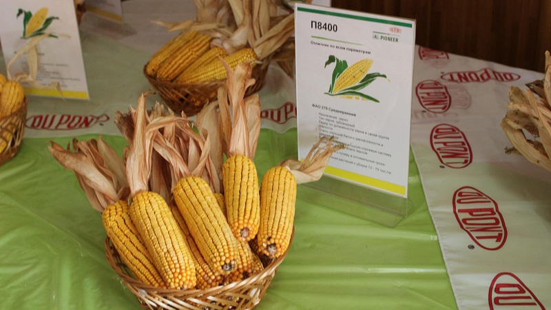 The best varieties of Pioneer corn seeds: characteristics, prices and tips for choosing