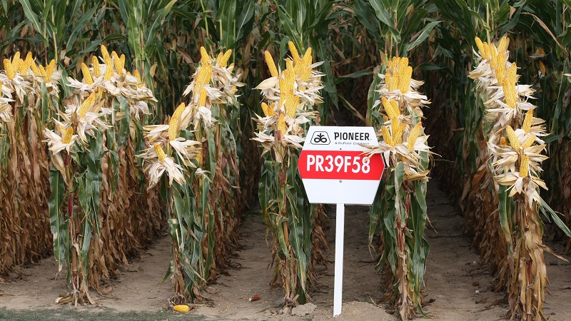 The best varieties of Pioneer corn seeds: characteristics, prices and tips for choosing