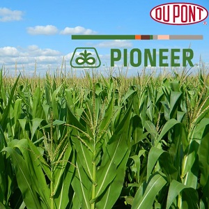 The best varieties of Pioneer corn seeds: characteristics, prices and tips for choosing