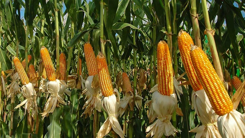 The best varieties of Pioneer corn seeds: characteristics, prices and tips for choosing