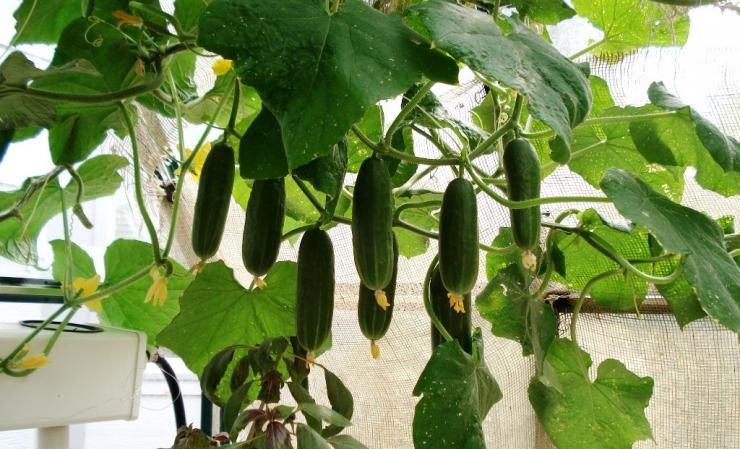 The best varieties of shade-tolerant cucumbers for the greenhouse