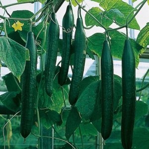 The best varieties of shade-tolerant cucumbers for the greenhouse