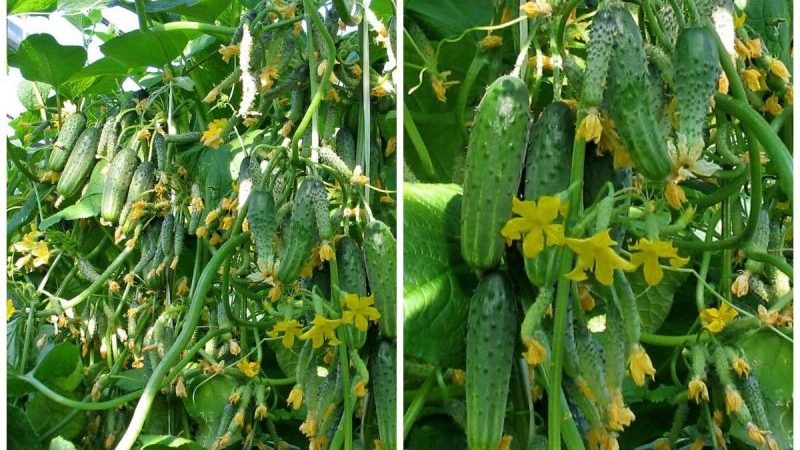 The best varieties of shade-tolerant cucumbers for the greenhouse