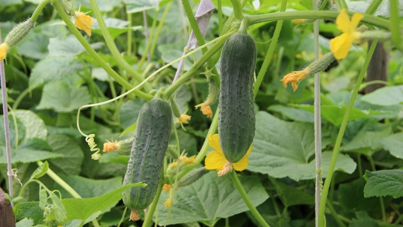A favorite bee-pollinated cucumber variety for gardeners. Elegant for growing in a greenhouse and open field
