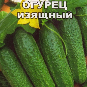 A favorite bee-pollinated cucumber variety for gardeners. Elegant for growing in a greenhouse and open field