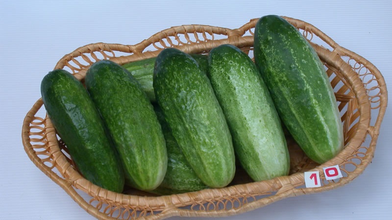 A favorite bee-pollinated cucumber variety for gardeners. Elegant for growing in a greenhouse and open field
