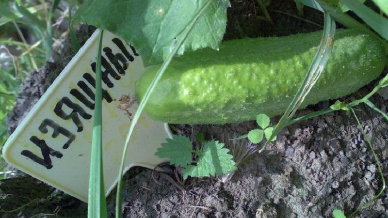 A favorite bee-pollinated cucumber variety for gardeners. Elegant for growing in a greenhouse and open field