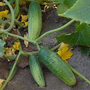 A favorite bee-pollinated cucumber variety of gardeners Graceful for growing in a greenhouse and open field
