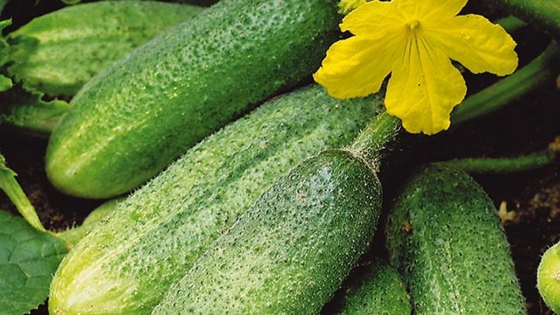 A favorite bee-pollinated cucumber variety of gardeners Graceful for growing in a greenhouse and open field