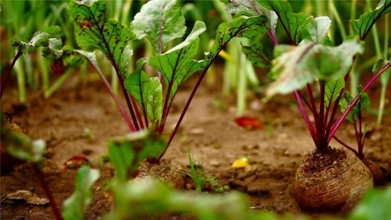 Is it possible and necessary to huddle beets: we understand the issue and study the general rules for growing root crops