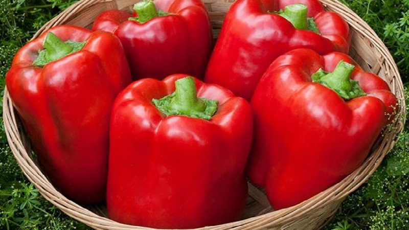 To the envy of neighbors and the delight of the owners - the California miracle pepper variety with a perfect view and great taste
