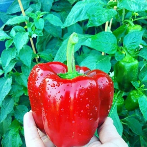 To the envy of neighbors and the delight of the owners - the California miracle pepper variety with a perfect view and great taste