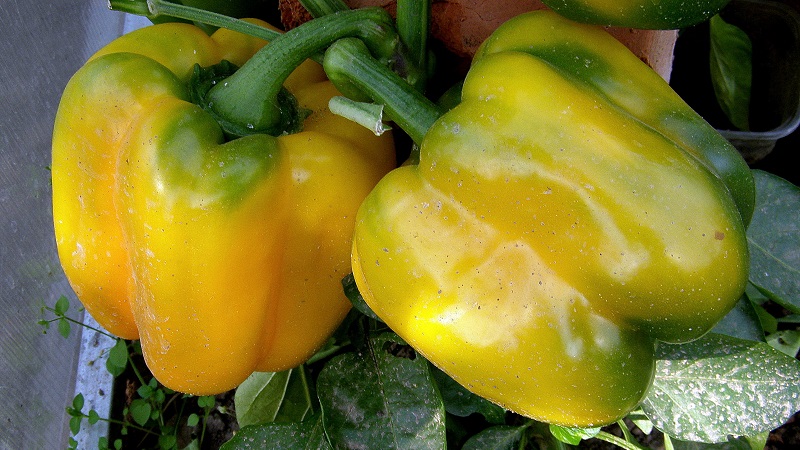 To the envy of neighbors and the delight of the owners - the California miracle pepper variety with a perfect view and great taste